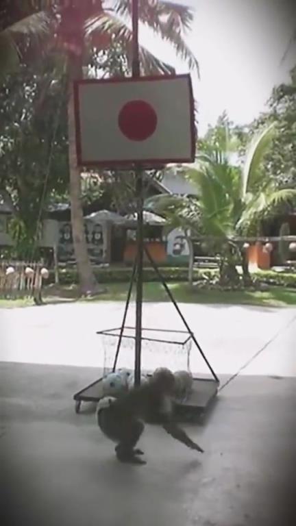 你别说，这猴子训练得可以啊，竟然还会扣篮