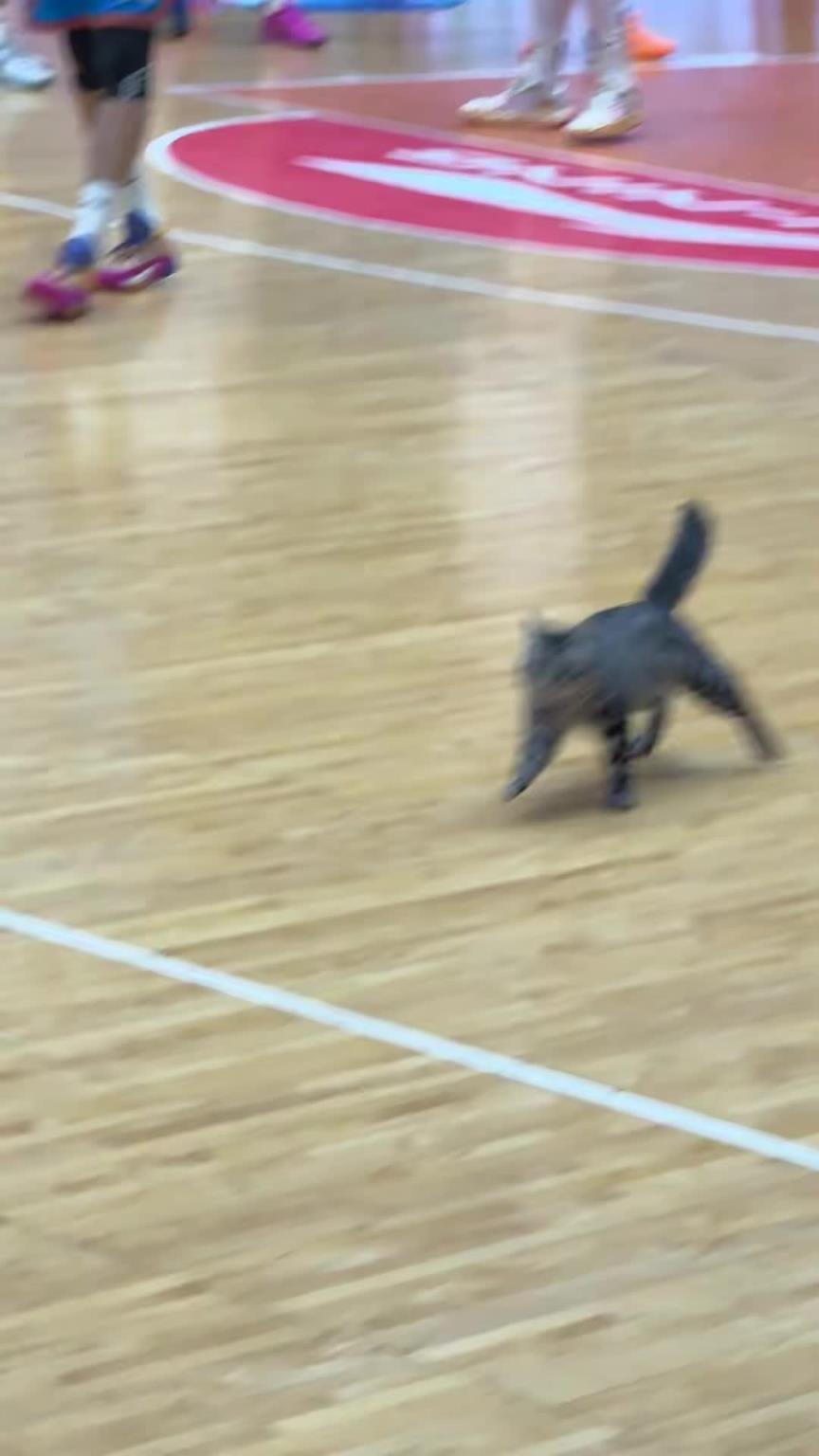 名场面！哈基咪误入赛场下快攻网友质疑CBA安保暴力驱赶！