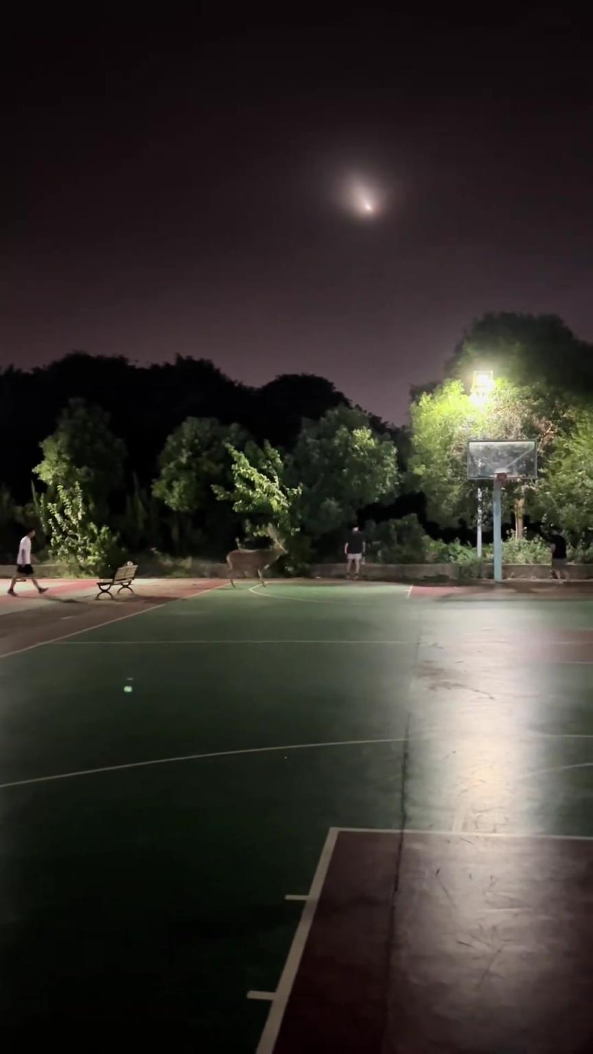 这是“雄鹿”队的主场吧！